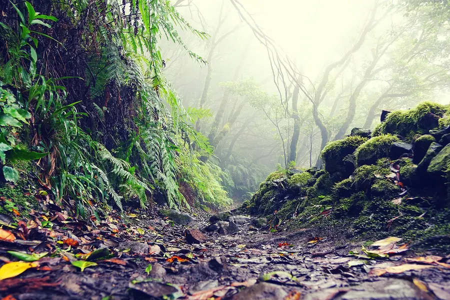 Un sentier dans la forêt humide de l'Anaga, dans la brume