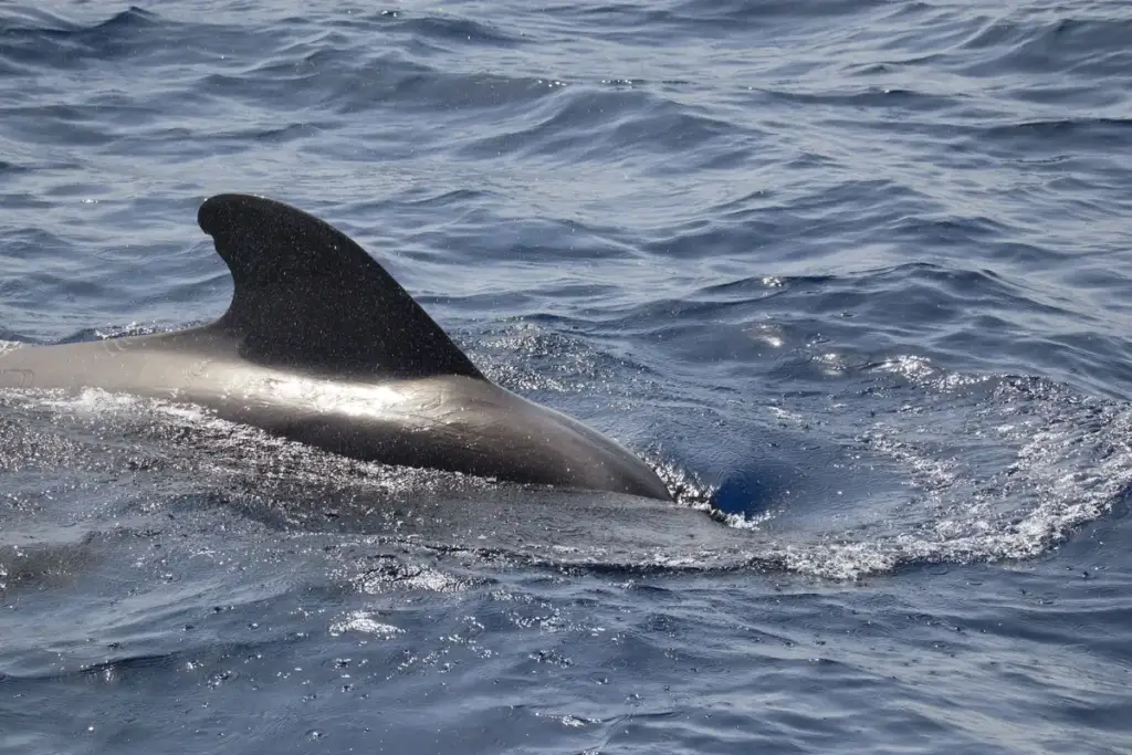 Un globicéphale qui fait surface au large de Tenerife